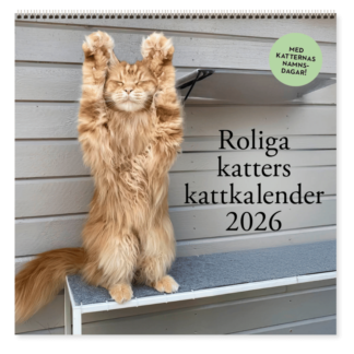 Roliga katter: Kattkalender 2026