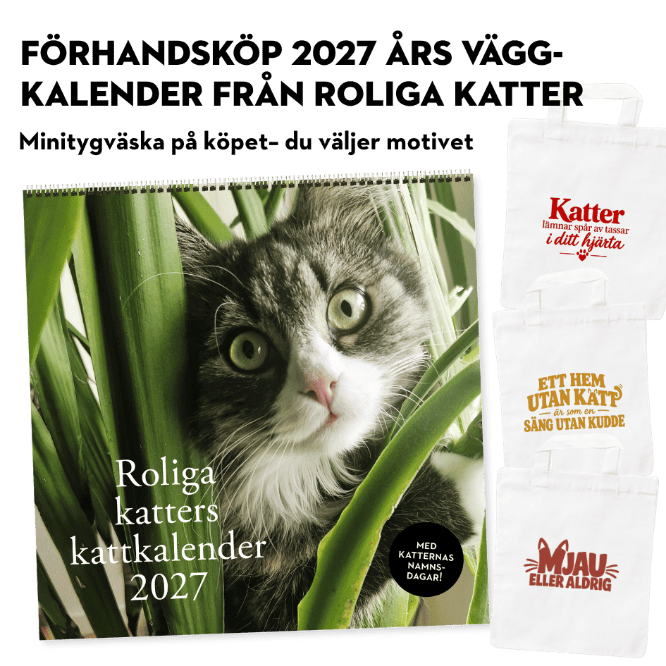 Roliga katter: Kattkalender 2027 (förhandsbeställning)