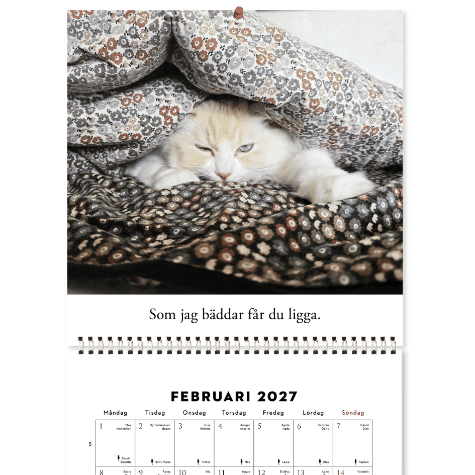 Roliga katter: Kattkalender 2027 (förhandsbeställning) - Image 4