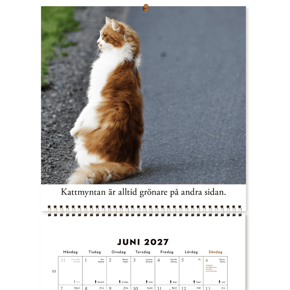 Roliga katter: Kattkalender 2027 (förhandsbeställning) - Image 5