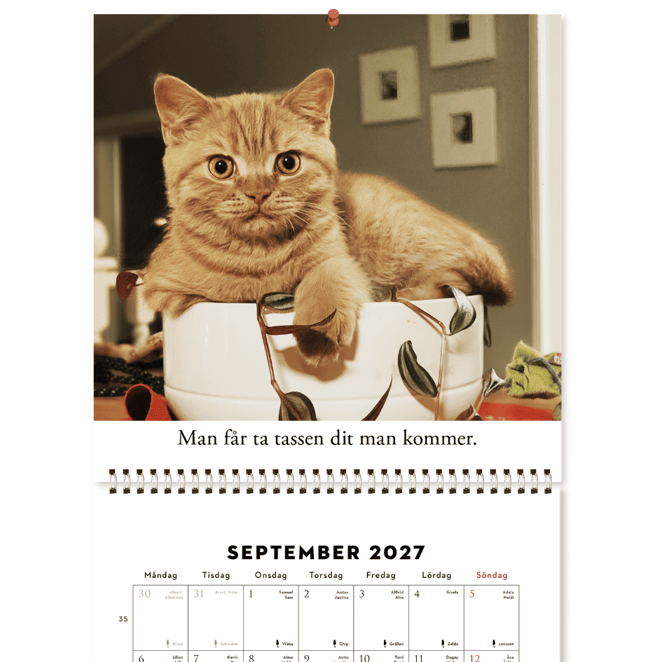 Roliga katter: Kattkalender 2027 (förhandsbeställning) - Image 3