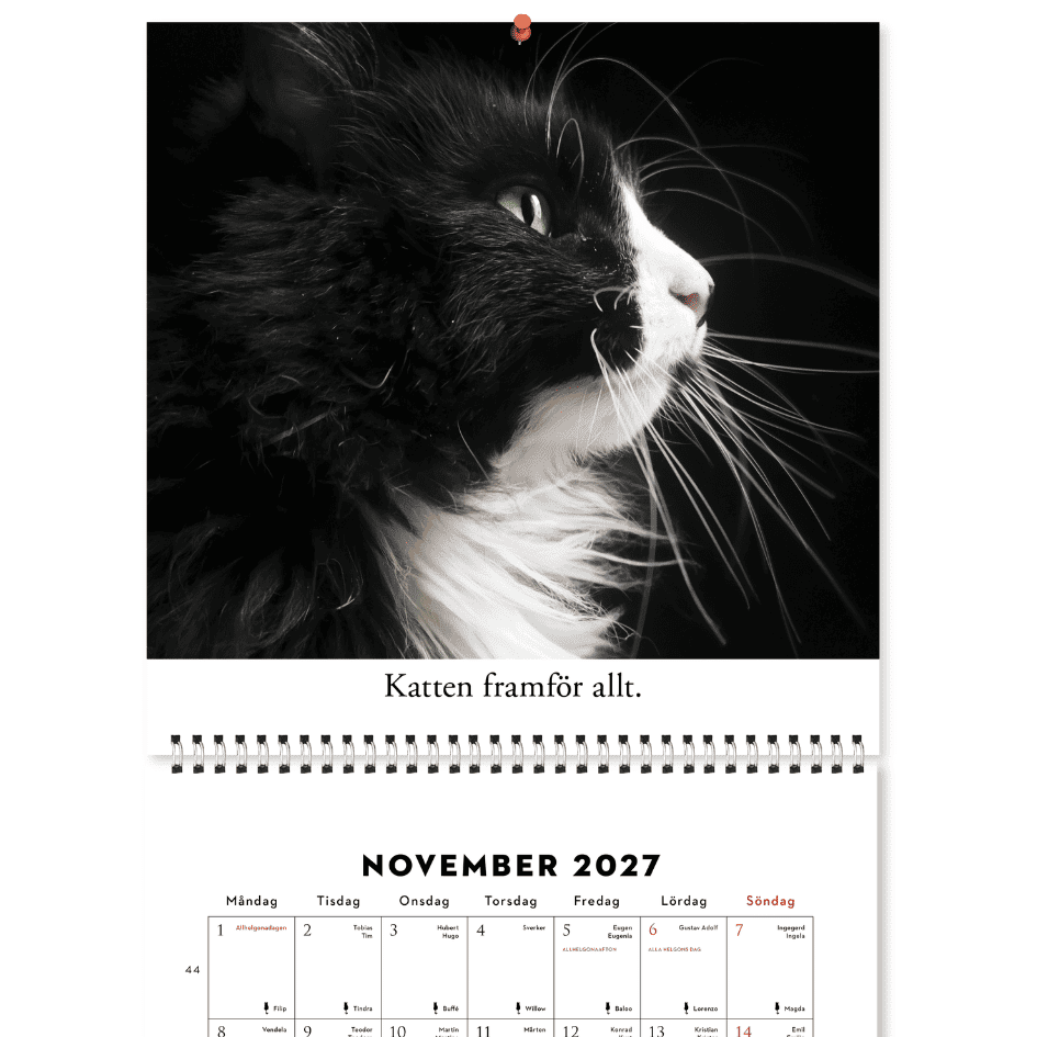 Roliga katter: Kattkalender 2027 (förhandsbeställning) - Image 7