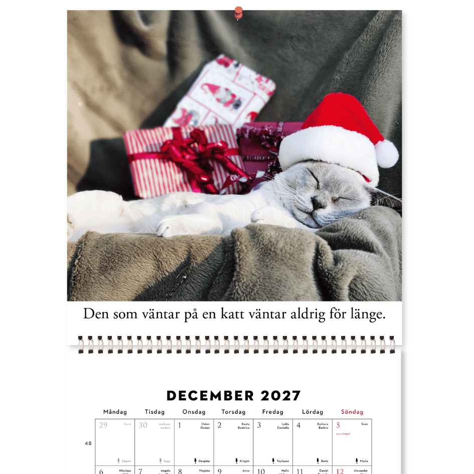 Roliga katter: Kattkalender 2027 (förhandsbeställning) - Image 6