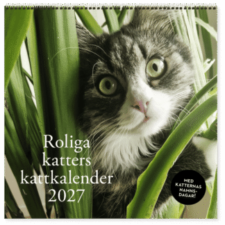 Roliga katter: Kattkalender 2027
