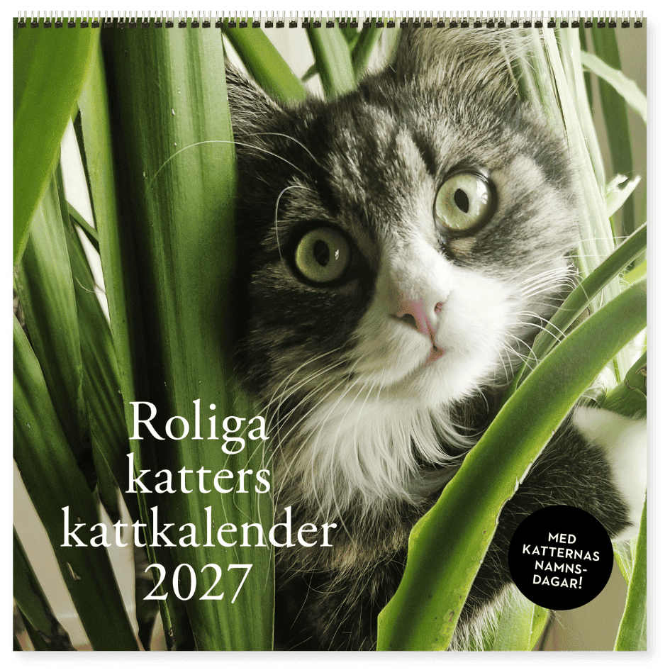 Roliga katter: Kattkalender 2027 (förhandsbeställning) - Image 10